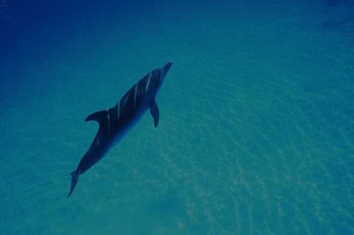 漠河到夏威夷飞机票价格查询（漠河到哪里有直飞航班）